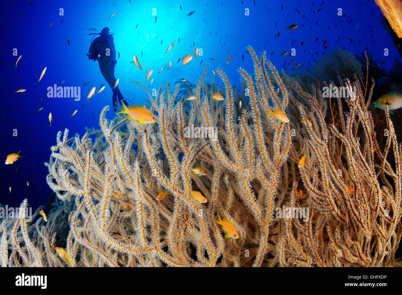 Subergorgia sp., Coral reef e di gorgonie e scuba diver, Hurghada, Isola Giftun Reef, Mar Rosso, Egitto, Africa Foto Stock