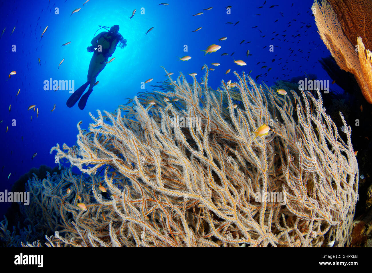 Subergorgia sp., Coral reef e di gorgonie e scuba diver, Hurghada, Isola Giftun Reef, Mar Rosso, Egitto, Africa Foto Stock