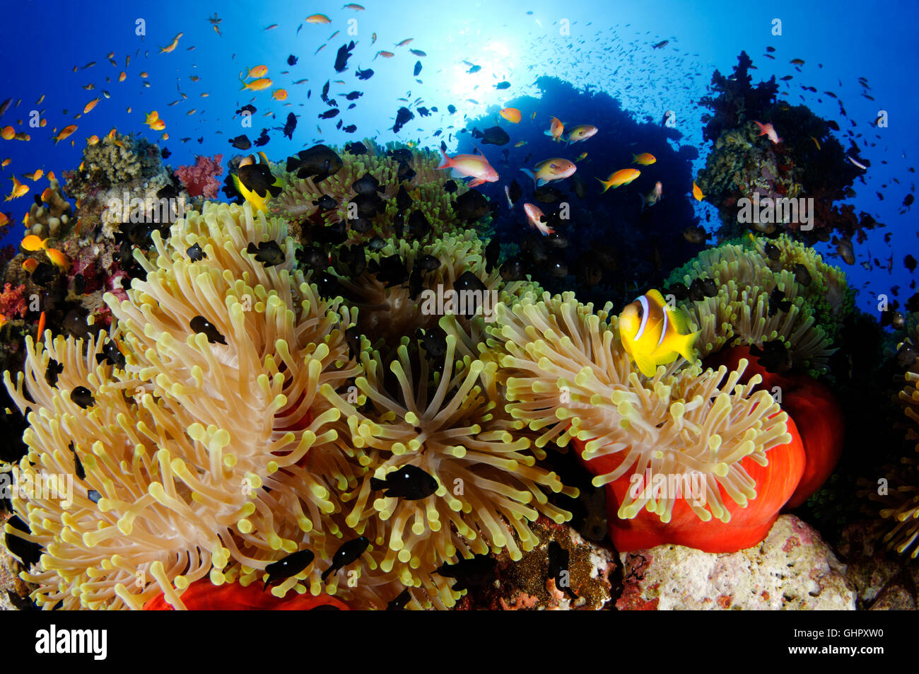 Coral reef con magnifica anemone marittimo, Mar Rosso anemonefish, Abu Fandera, Mar Rosso, Egitto Foto Stock