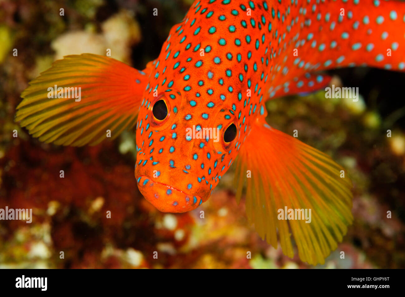 Cephalopholis miniata, gioiello raggruppatore o Coral Cod, Paradise Reef, Mar Rosso, Egitto, Africa Foto Stock