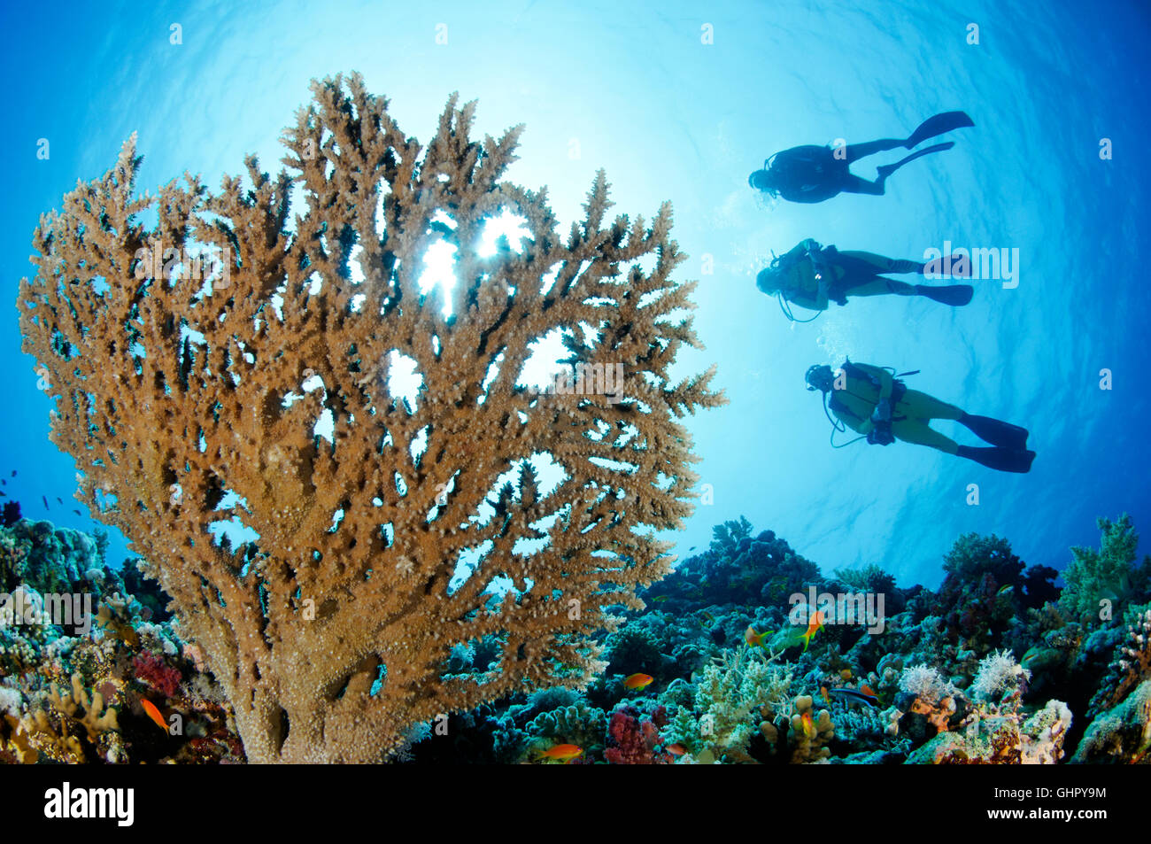 Acropora sp., pietra Coral reef e scuba diver, Paradise Reef, Mar Rosso, Egitto, Africa Foto Stock