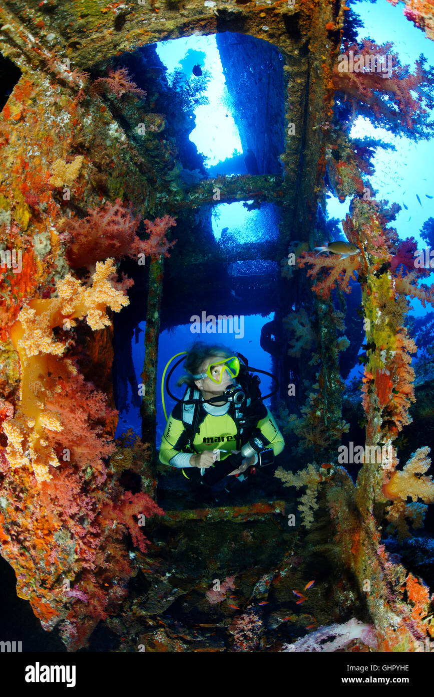 Naufragio di Aida e scuba diver all'interno del relitto e soft coral, fratello isole, Grande Fratello, Mar Rosso, Egitto Foto Stock