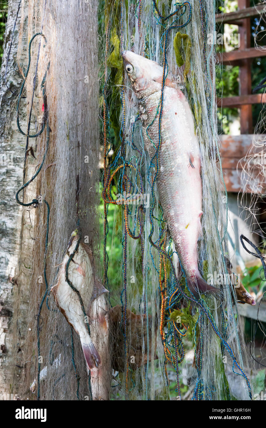 Parecchi pesci appendere in una rete da pesca Foto Stock