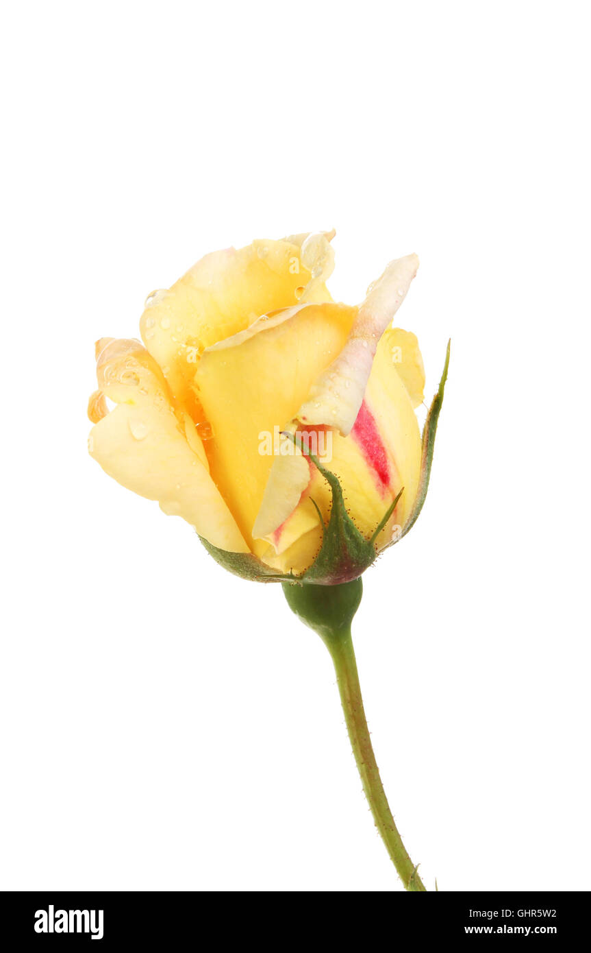 Giallo e rosso rosebud con gocce di pioggia isolata contro bianco Foto Stock