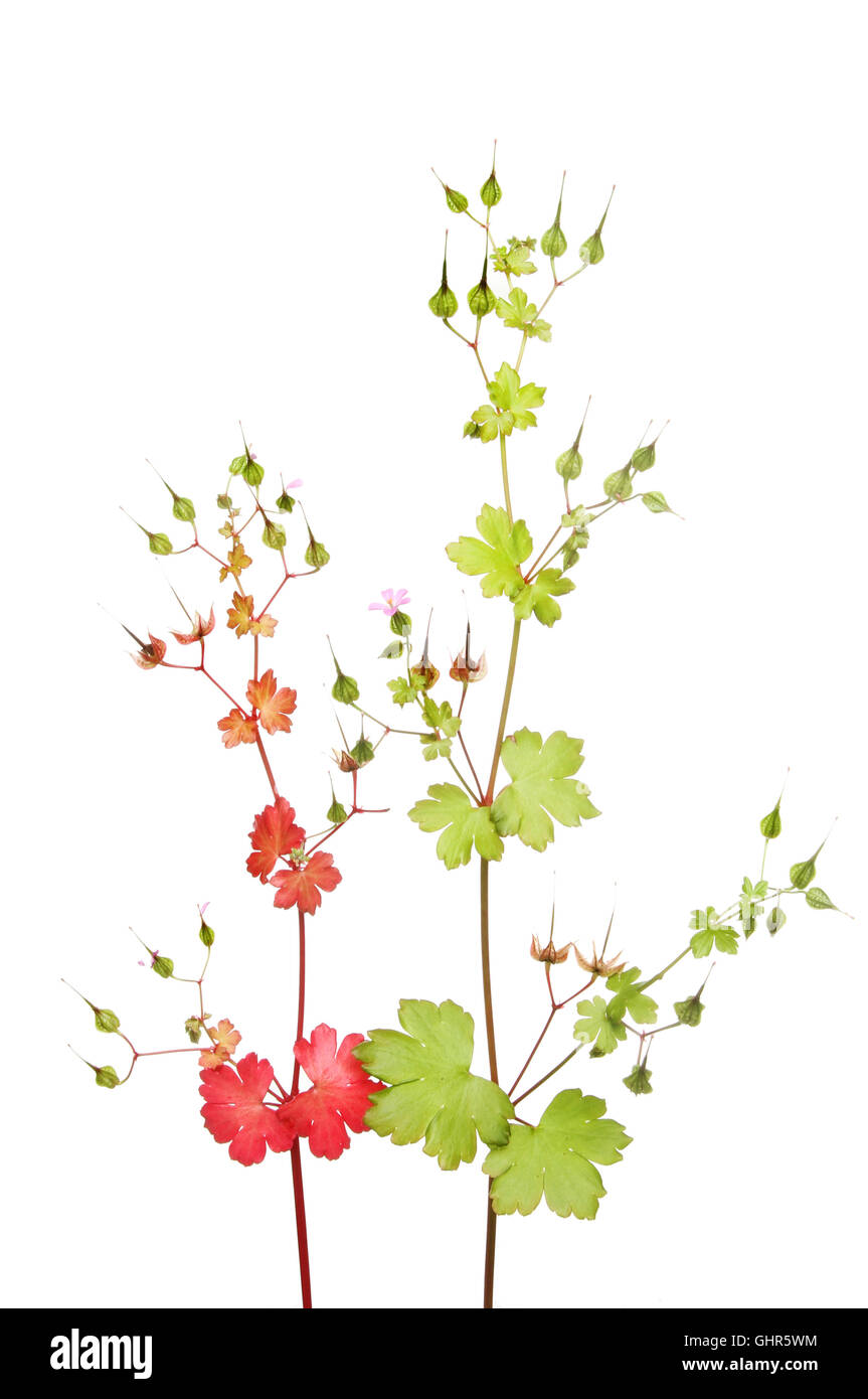 Shining gru è Bill, Geranium lucidum, fiori, foglie e baccelli di semi isolata contro bianco Foto Stock