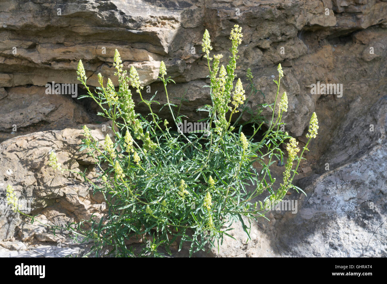 Lady's bedstraw cresce su scogliere calcaree, Marsden vecchia cava Riserva Naturale, Tyne and Wear, England, Regno Unito Foto Stock Lady's bedstraw cresce su scogliere calcaree, Marsden vecchia cava Riserva Naturale, Tyne and Wear, England, Regno Unito Foto Stock