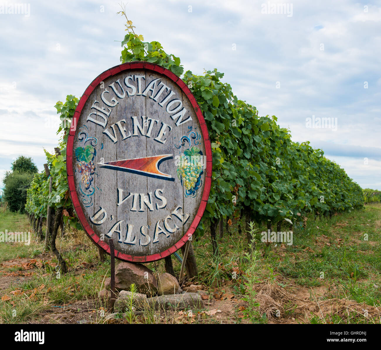 Vigneti dell'Alsazia. Foto Stock