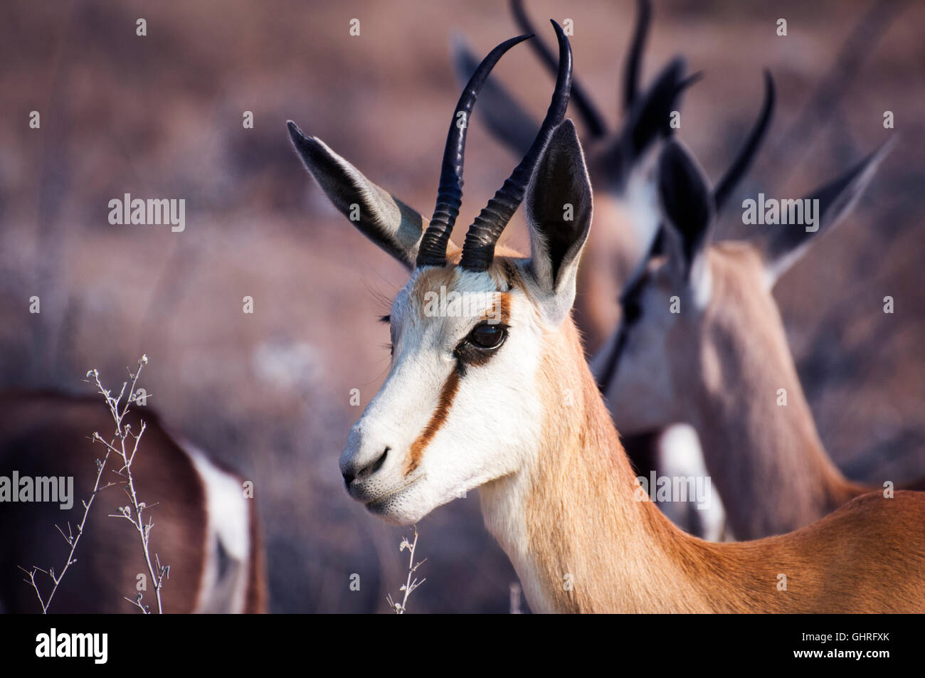 Springbok nel Parco Nazionale di Etosha, Namibia Foto Stock