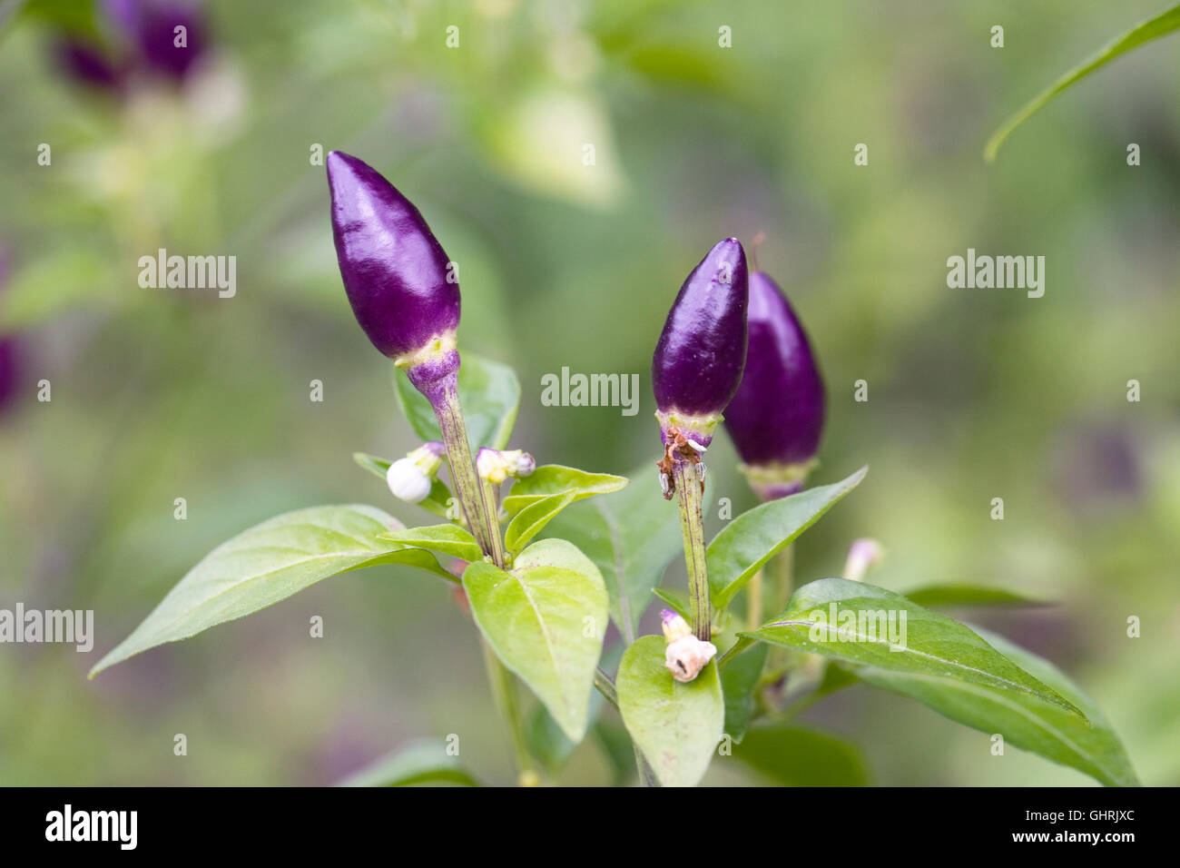 Il capsicum annum NuMex Twilight. Coloratissimo Peperoncino frutti. Foto Stock