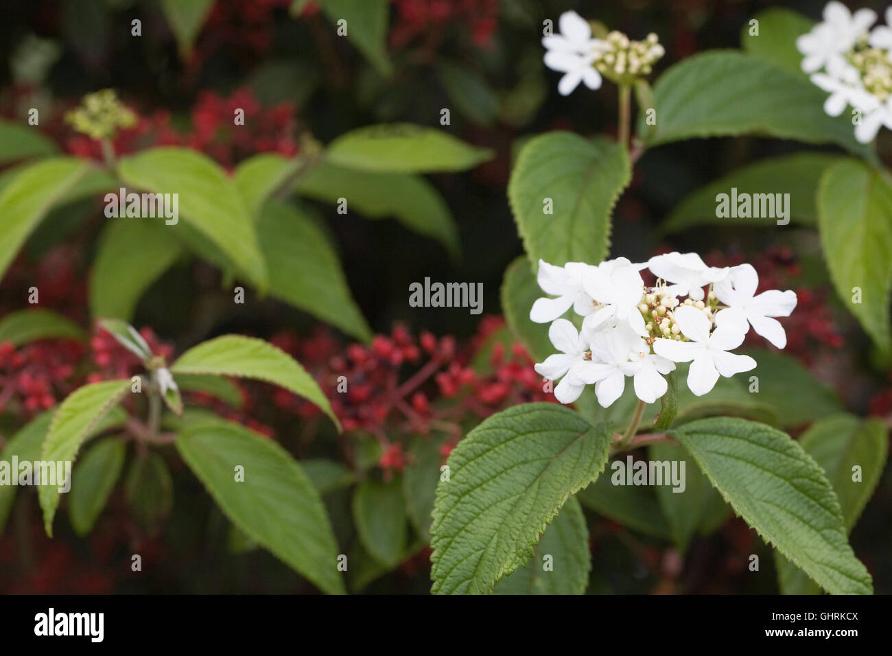 Viburnum plicatum f. tomentosum 'Rowallane' bacche e fiori d'estate. Foto Stock