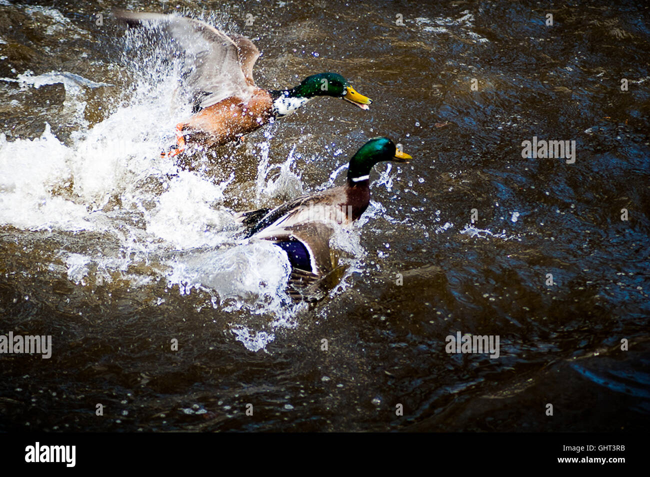 Anatre lotta contro gli spruzzi di acqua la scena naturale, azione Foto Stock