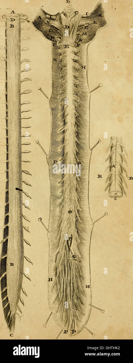 Un compendio di anatomia del corpo umano - destinato principalmente ad uso degli studenti (1801) Foto Stock