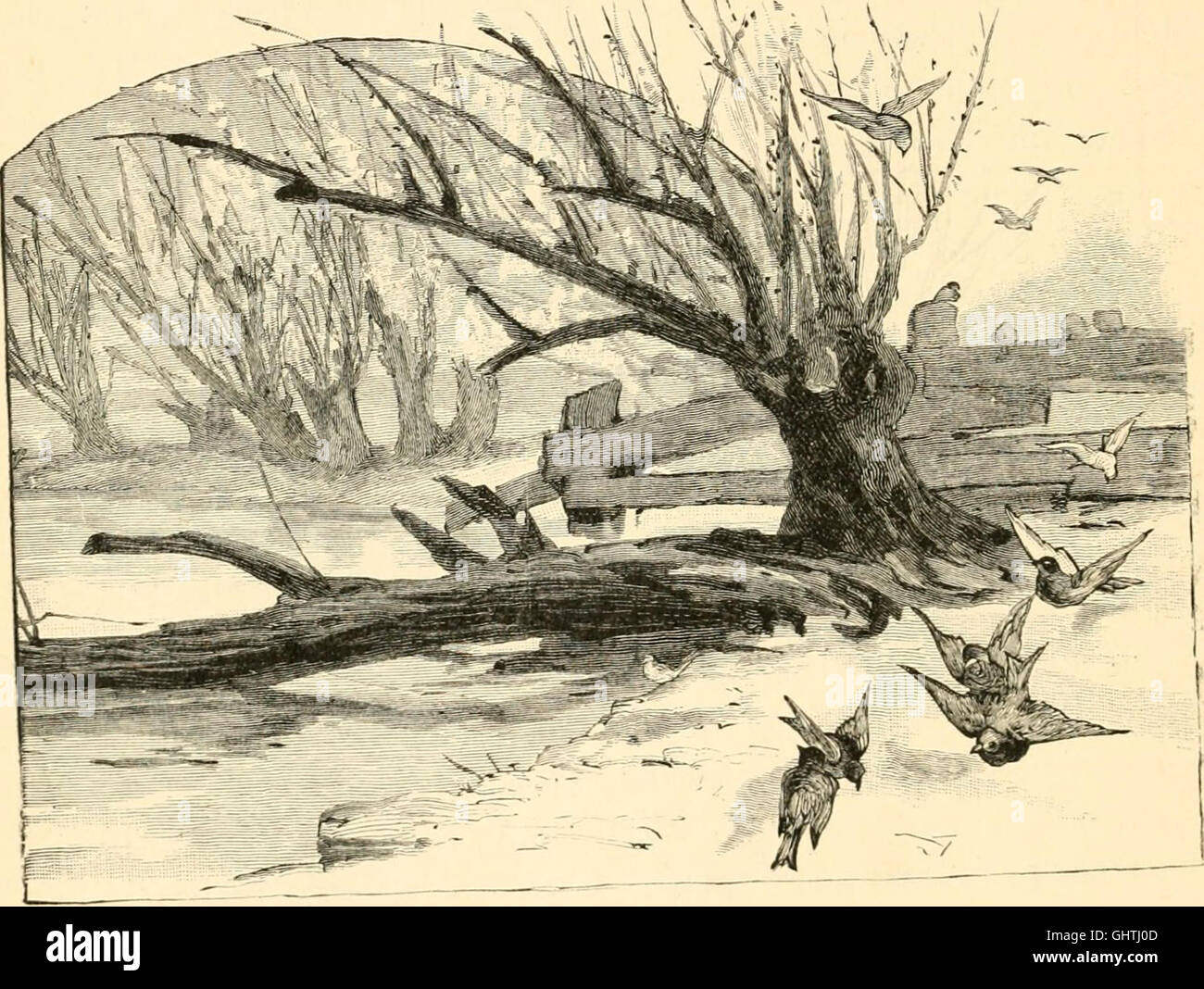 Questo account di viaggio segue una famiglia che esplora le regioni vicine e si impegna in varie attività all'aperto. Mette in evidenza il loro viaggio, le loro esperienze e i paesaggi circostanti, offrendo approfondimenti sulla vita familiare e sui viaggi nel tardo XIX secolo. Foto Stock