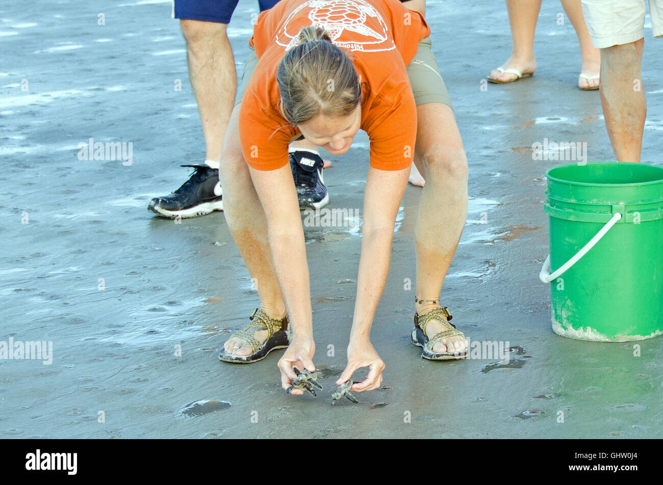 Hilton Head Island, South Carolina, Stati Uniti d'America. 11 agosto 2016 Tre sea turtle neonati vengono rilasciati per il viaggio a Atlantic da Coastal Discovery Museum tartaruga di mare addetto allo stand del progetto sul lato est di Hilton Head Island. Tutte le popolazioni di tartarughe di mare nelle acque statunitensi sono elencati come minacciate o in via di estinzione da parte del governo degli STATI UNITI Specie in via di estinzione atto. Uno hatchling al di fuori di un centinaio di sopravvivere per terra e per mare i predatori per tornare 20 anni più tardi alla spiaggia di nascita per avviare di nuovo il ciclo. Sea Turtle nesting e la schiusa avviene da maggio a ottobre. "Credito: John Dreyer/Alamy Live News' Foto Stock