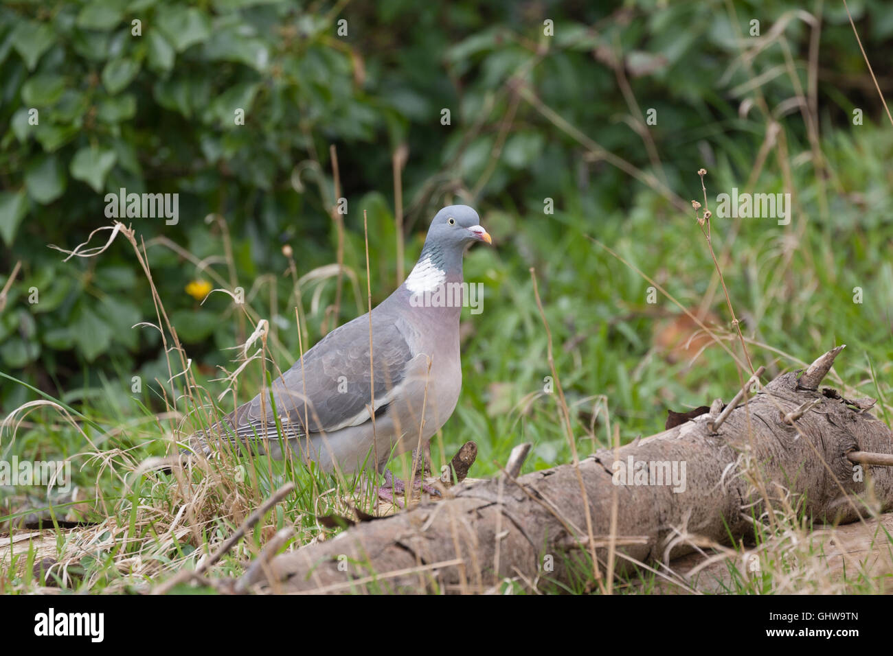 Wild Wood pigeon Foto Stock