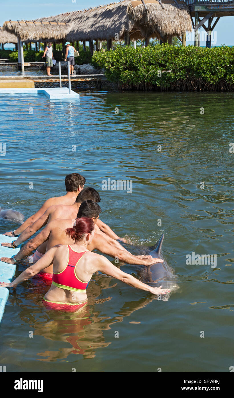 Florida Keys, Key erbosa, Centro Ricerca Delfini, visitatori nuotare con i delfini Foto Stock