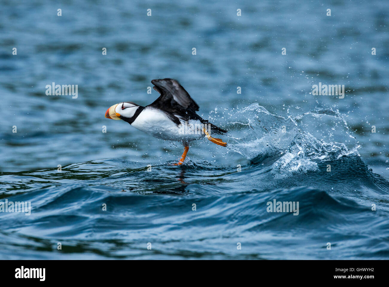 Alaska, isole Aleutian, al largo della costa di Unga isola. Cornuto puffin (Wild: Fratercula corniculata) Foto Stock