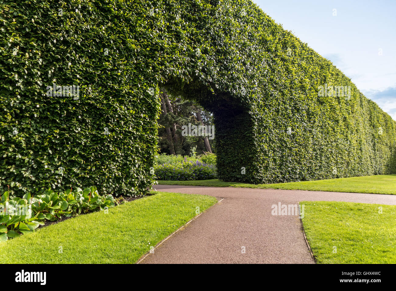 Edinburgh Royal Botanic Garden RBGE. Famoso secolo-vecchia siepe di faggio 8 metri; 23ft alta. Foto Stock