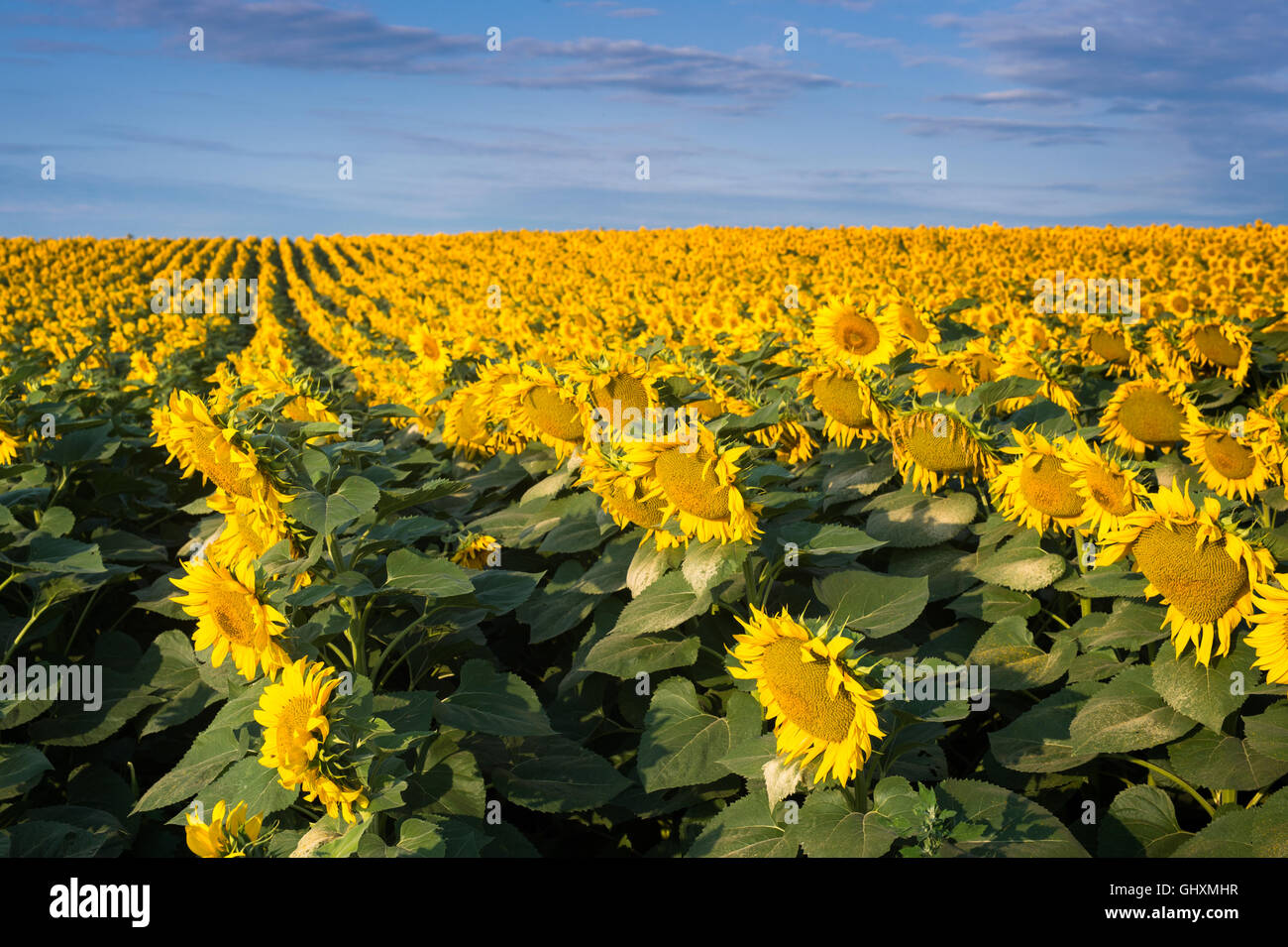 Campo di girasoli in fiore su uno sfondo di cielo blu Foto Stock