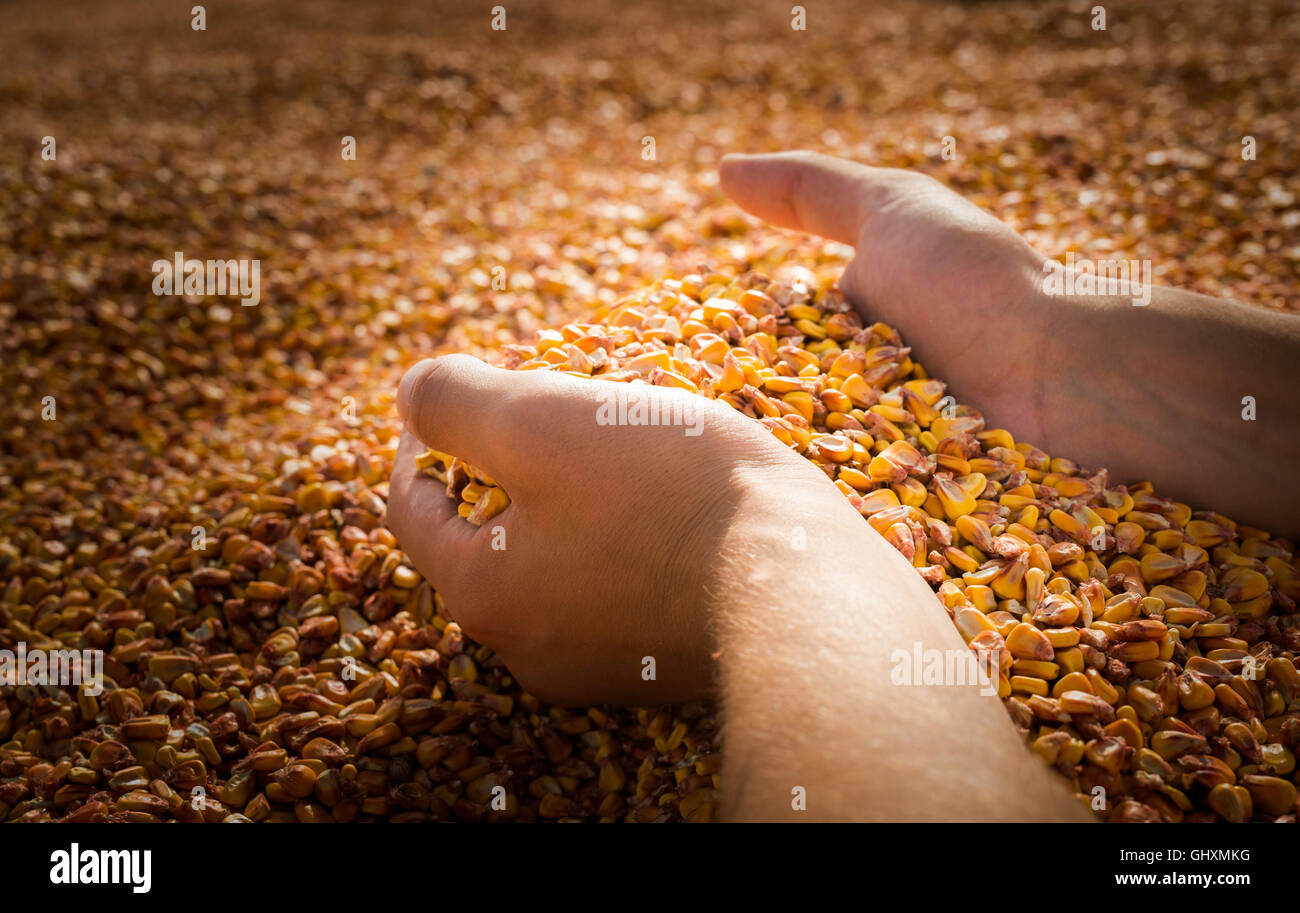 Man mano con granella di mais Foto Stock
