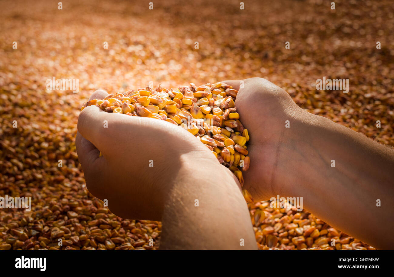 Man mano con granella di mais Foto Stock