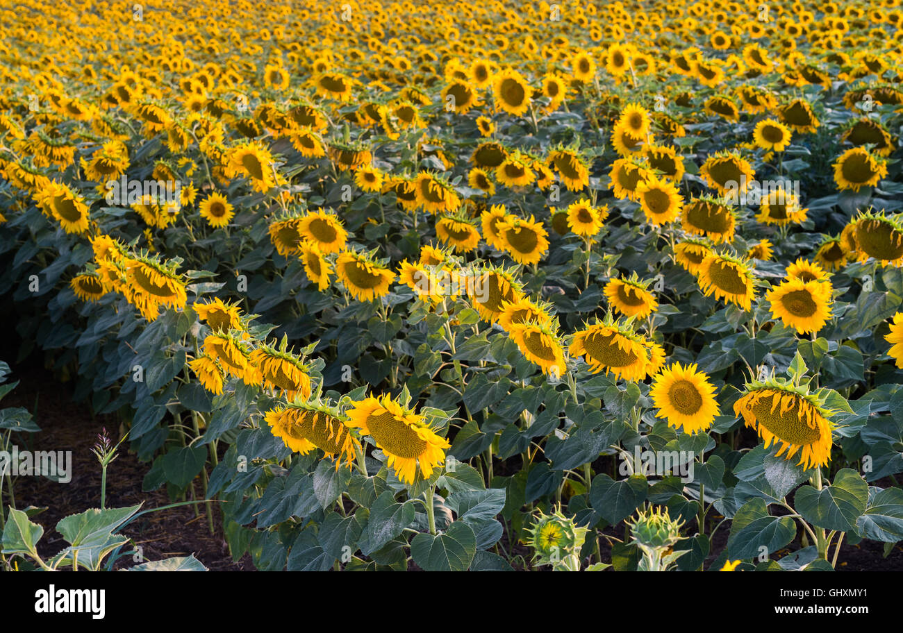 Paesaggio con campo di girasole al mattino Foto Stock