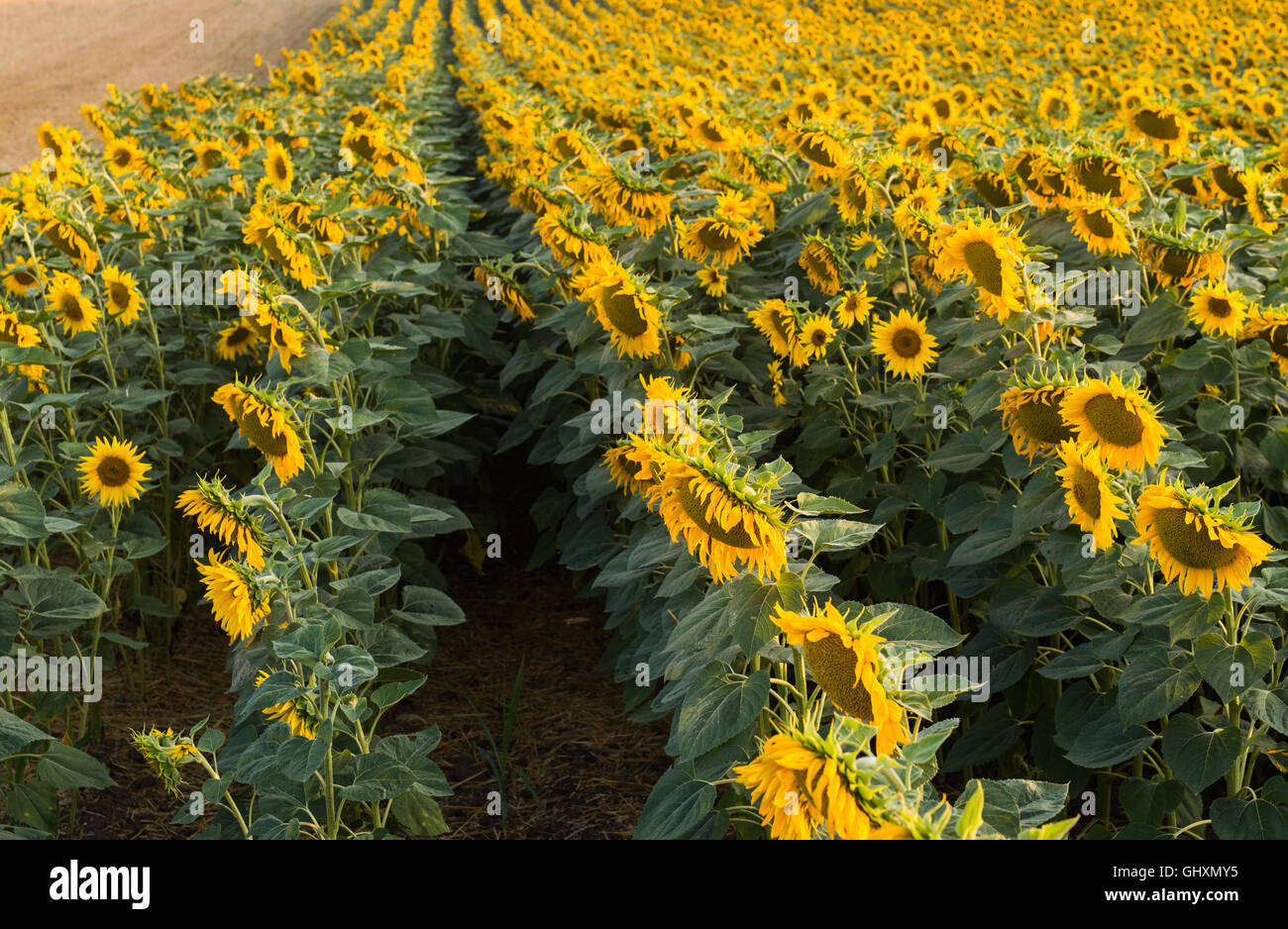 Paesaggio con campo di girasole al mattino Foto Stock