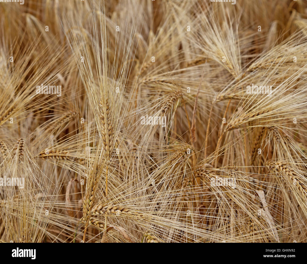 Grande giallo maturo spighe di grano nel vasto campo Foto Stock