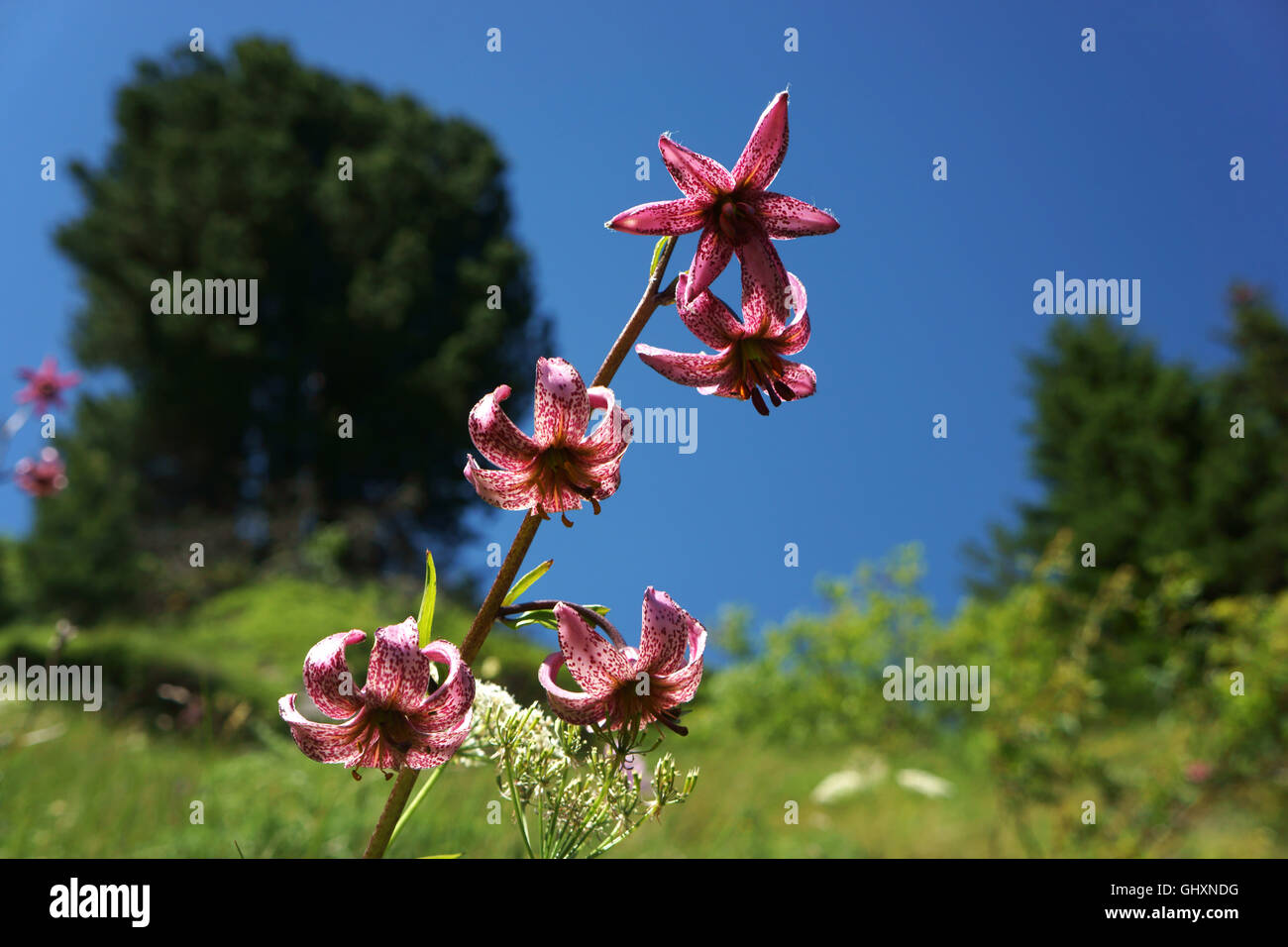 I turchi Cap Lily, (Lilium martagon), fiori selvaggi Alpi dei Grigioni, Svizzera Foto Stock