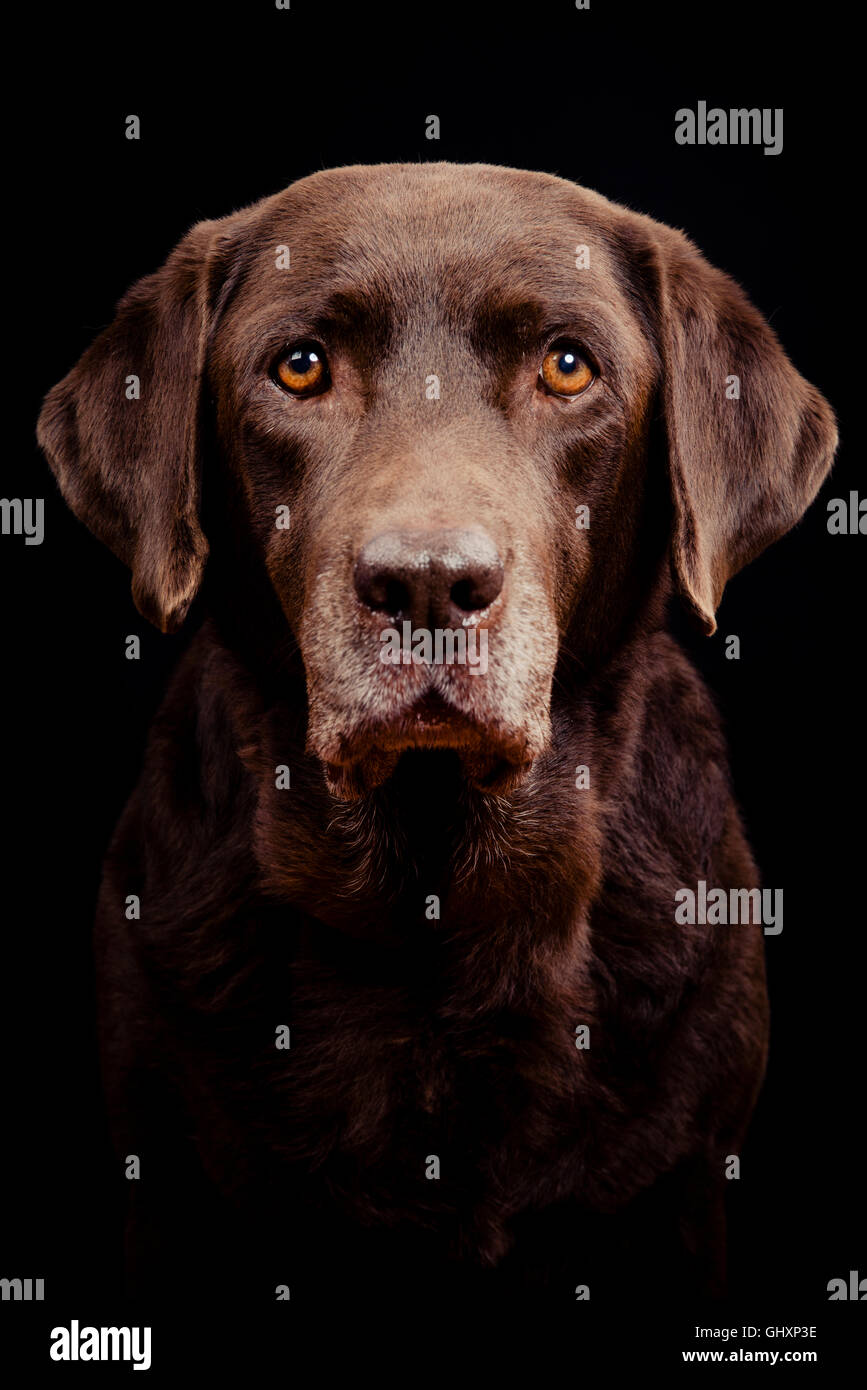 8-anno-vecchio cioccolato femmina Labrador ritratto. Foto Stock