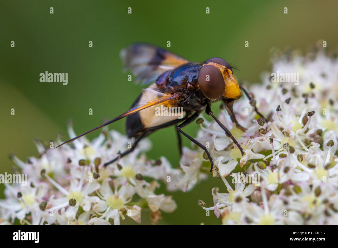 Hoverfly Volucella Pellucens, nello Yorkshire, Regno Unito Foto Stock