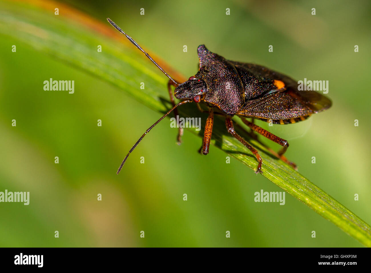Red-gambe (Shieldbug pentatoma rufipes), su una levetta di erba, nello Yorkshire, Regno Unito Foto Stock