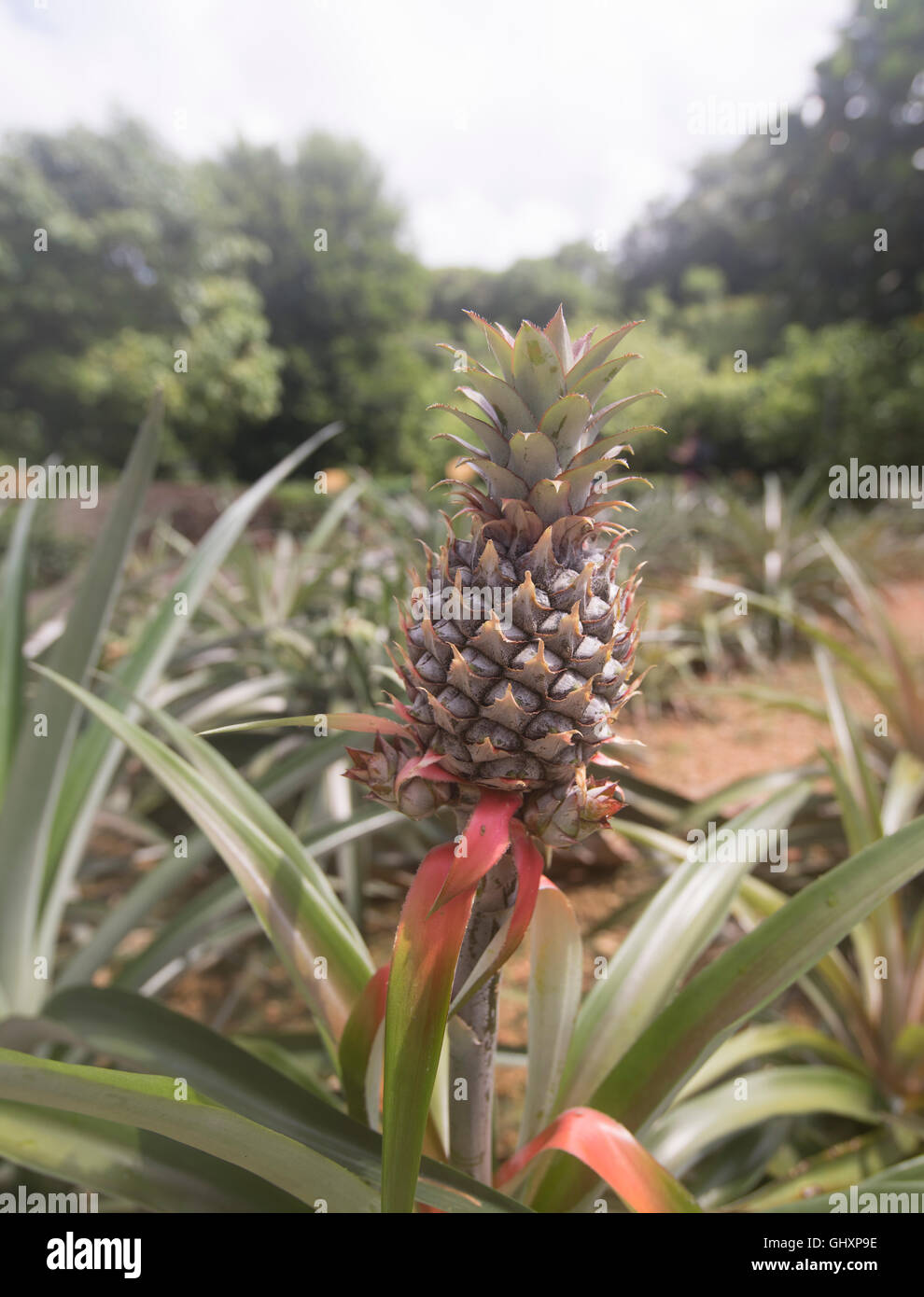 Ananas in crescita in estate il sole, Okinawa, in Giappone Foto Stock