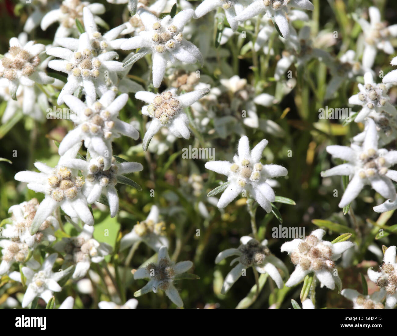 Molti fiori edelweiss nelle Dolomiti in estate Foto Stock