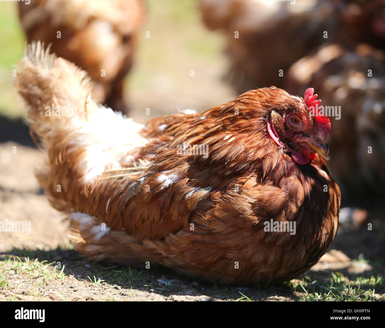 Grande gallina uova da cova nel pollaio Foto Stock