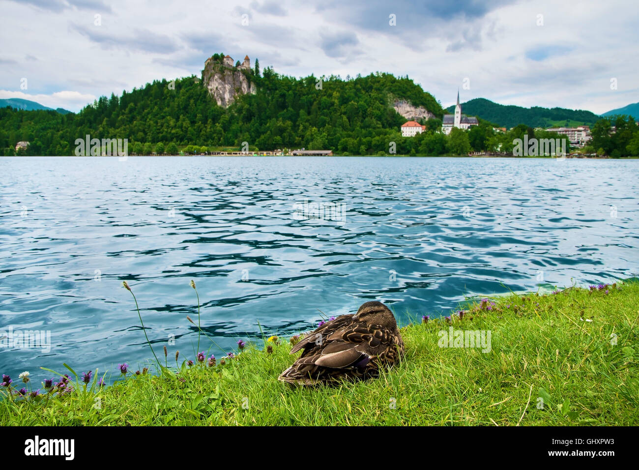 Il castello di Bled con il lago e anatra in primo piano in Slovenia Foto Stock