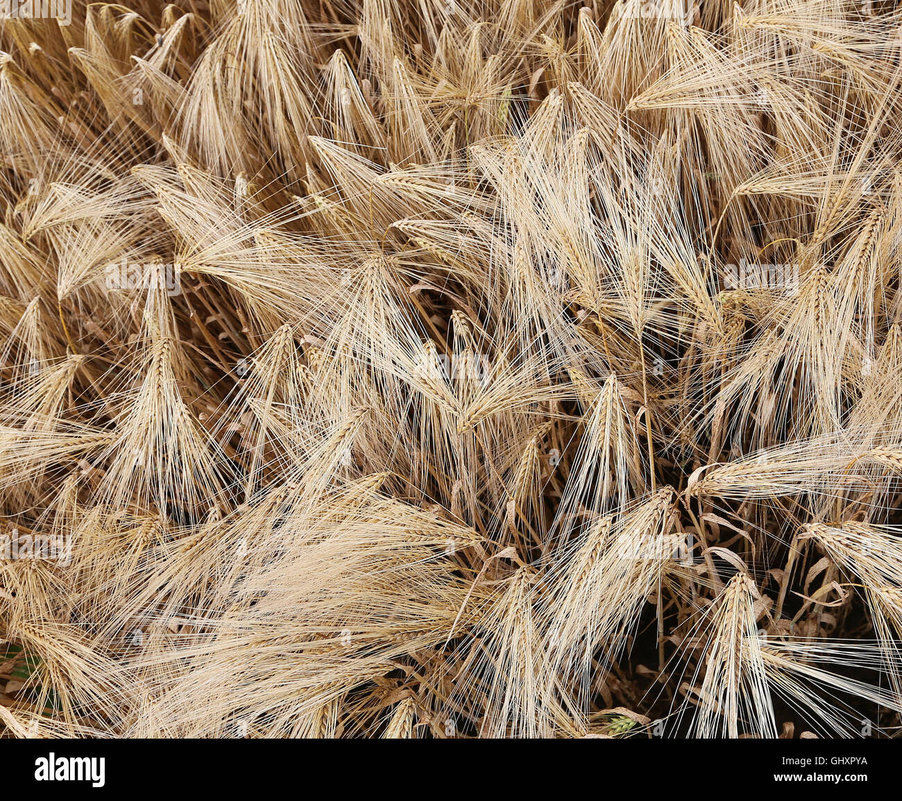 Sullo sfondo di un giallo maturo spighe di grano nel vasto campo in estate Foto Stock