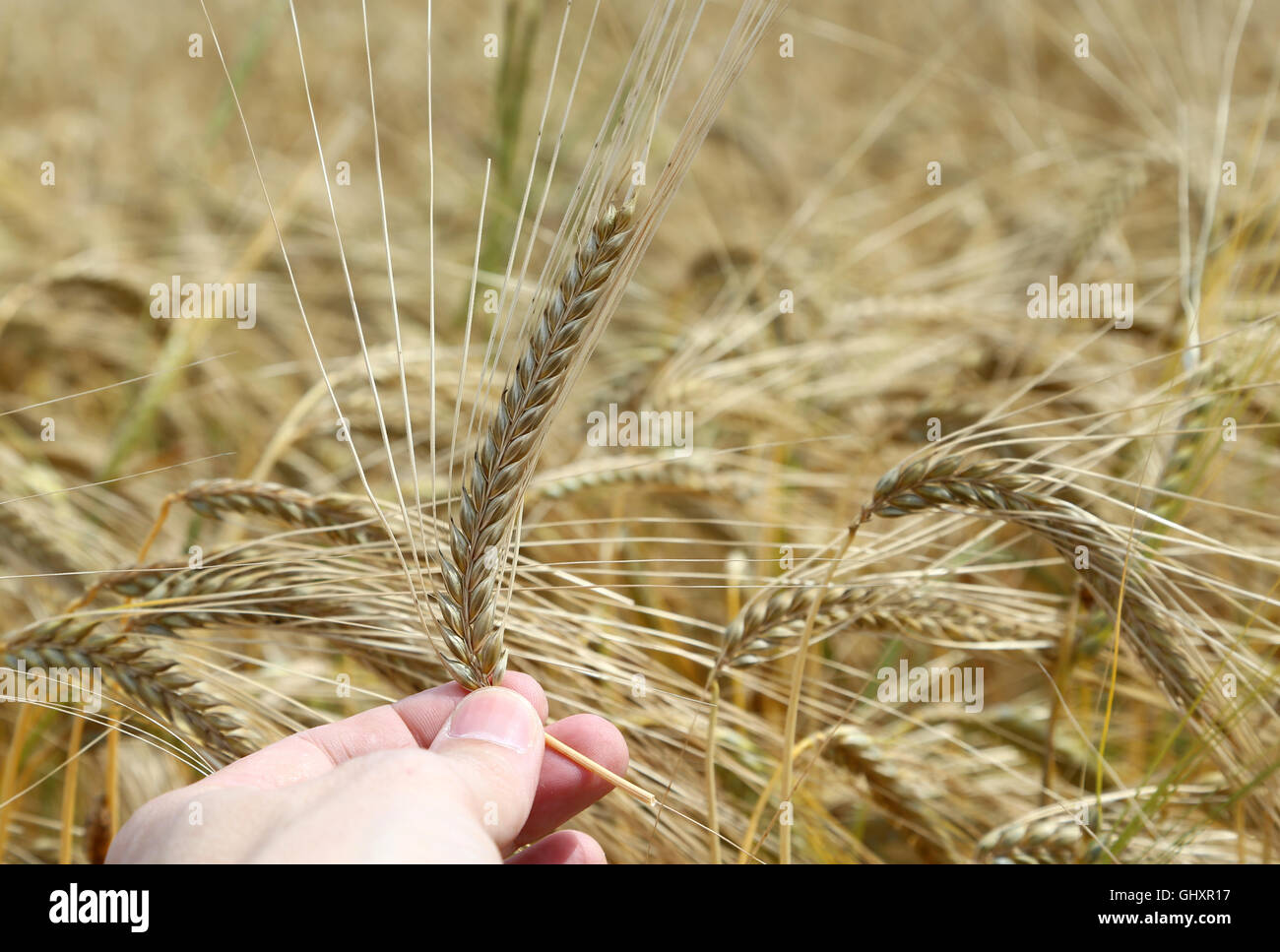 Mano dell'agricoltore detiene orecchio maturo di grano con campo coltivato in background Foto Stock