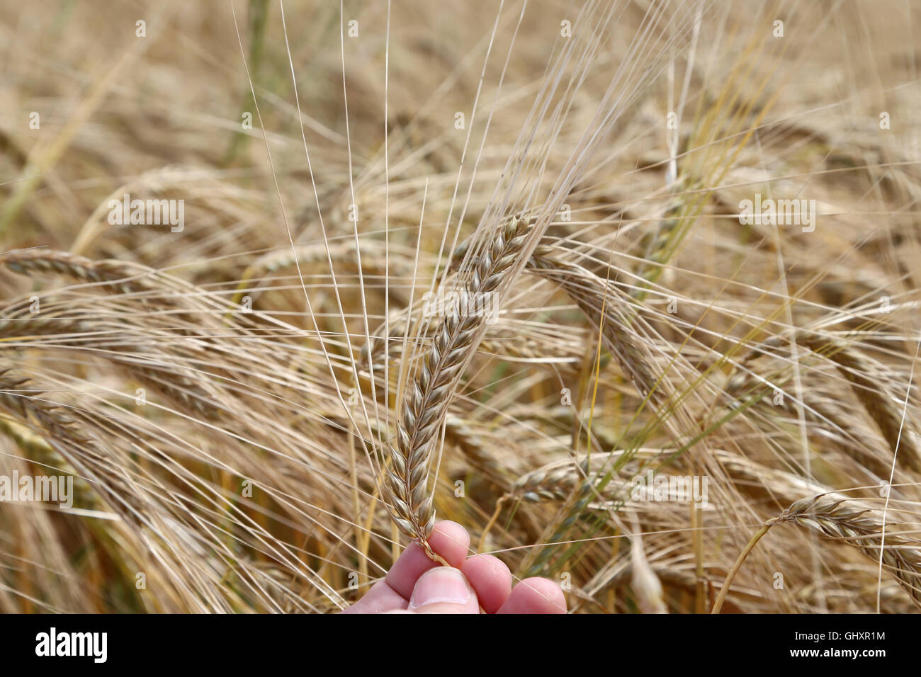 Mano dell'agricoltore detiene maturo orecchio giallo del grano Foto Stock