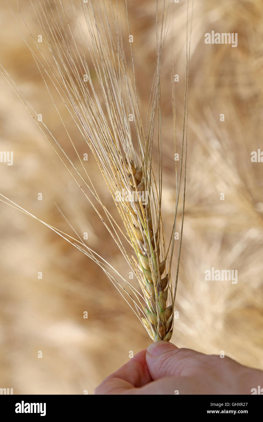 Agricoltore detiene maturo orecchio giallo del grano Foto Stock