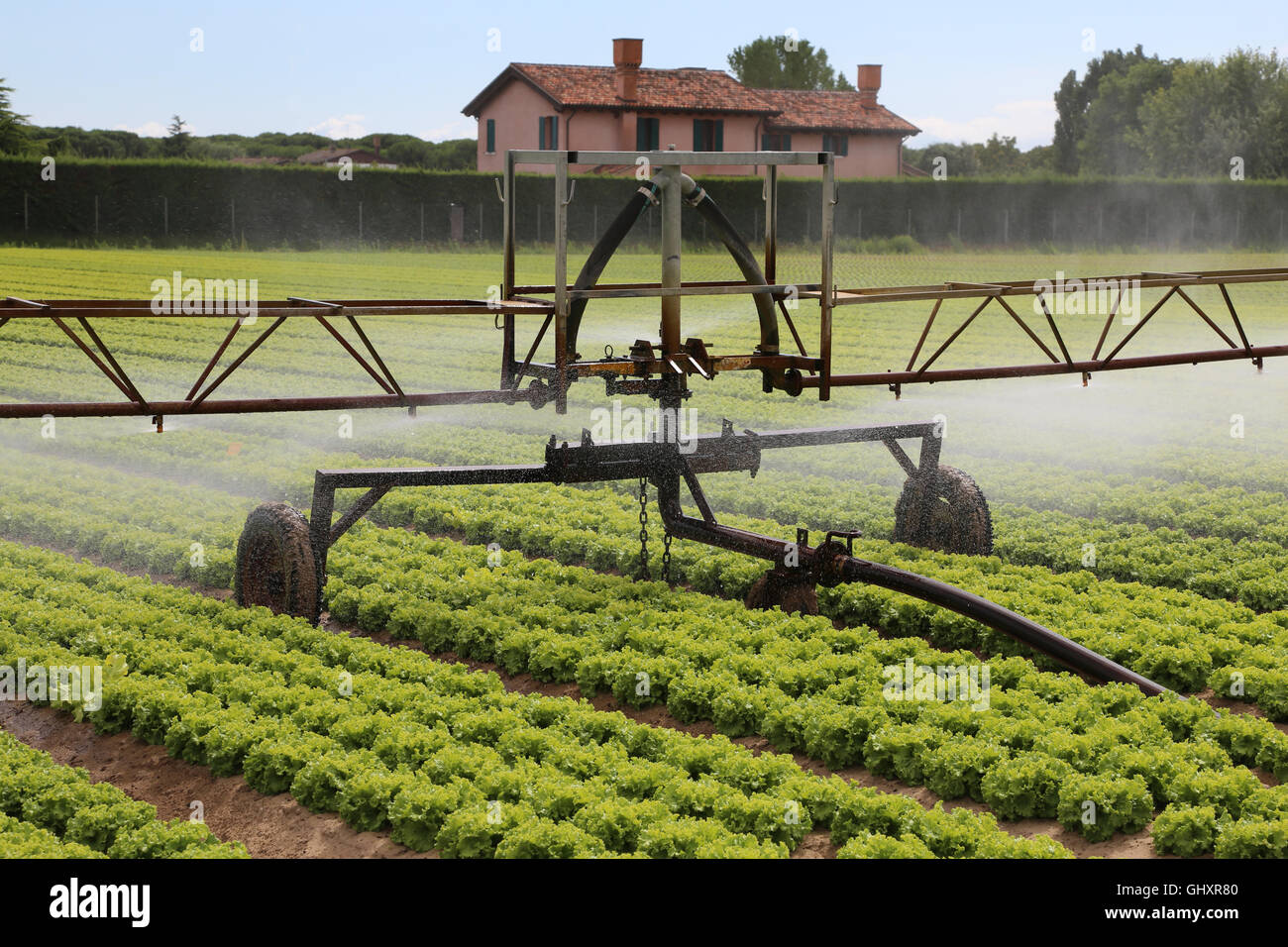 Sprinklering automatico sistema di un campo coltivato di insalata verde in estate Foto Stock