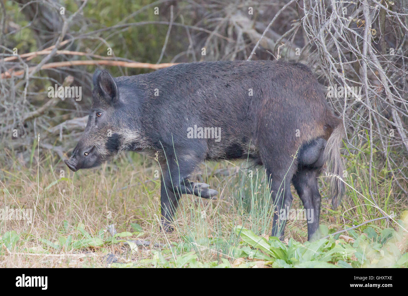 Il cinghiale (Sus scrofa) in alert; Santa Clara County, California, Stati Uniti d'America Foto Stock