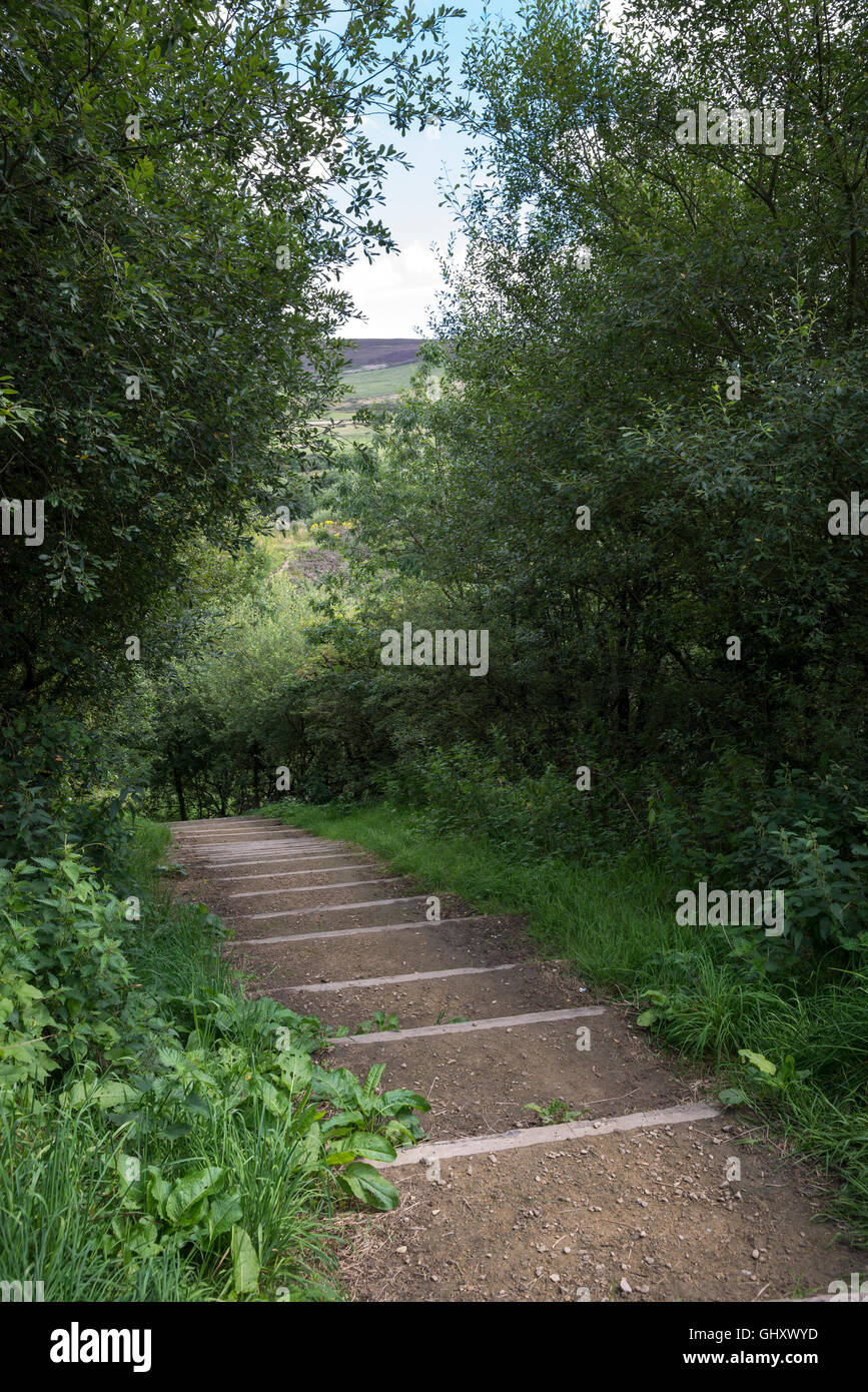 Passi attraverso il bosco a Stalybridge country park in Tameside, nell Inghilterra del Nord. Foto Stock