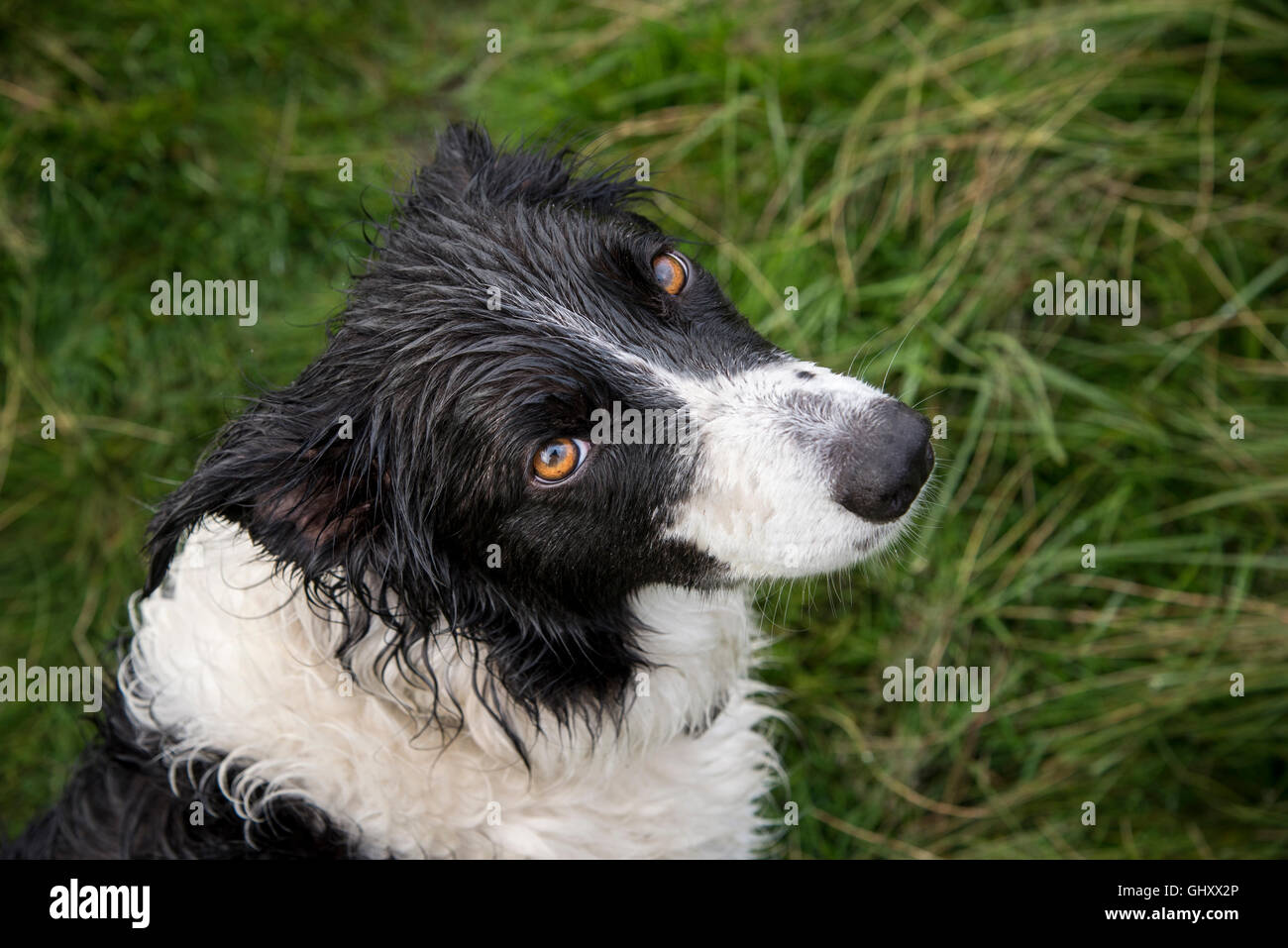 Soggy, wet Border Collie cane osservando la telecamera con indifferente espressione sul viso. Foto Stock