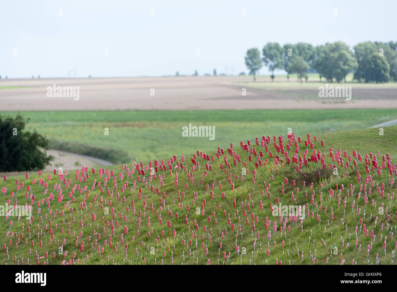 Ricordo il papavero piantati per commemorare il centenario della Battaglia delle Somme a Thiepval Foto Stock