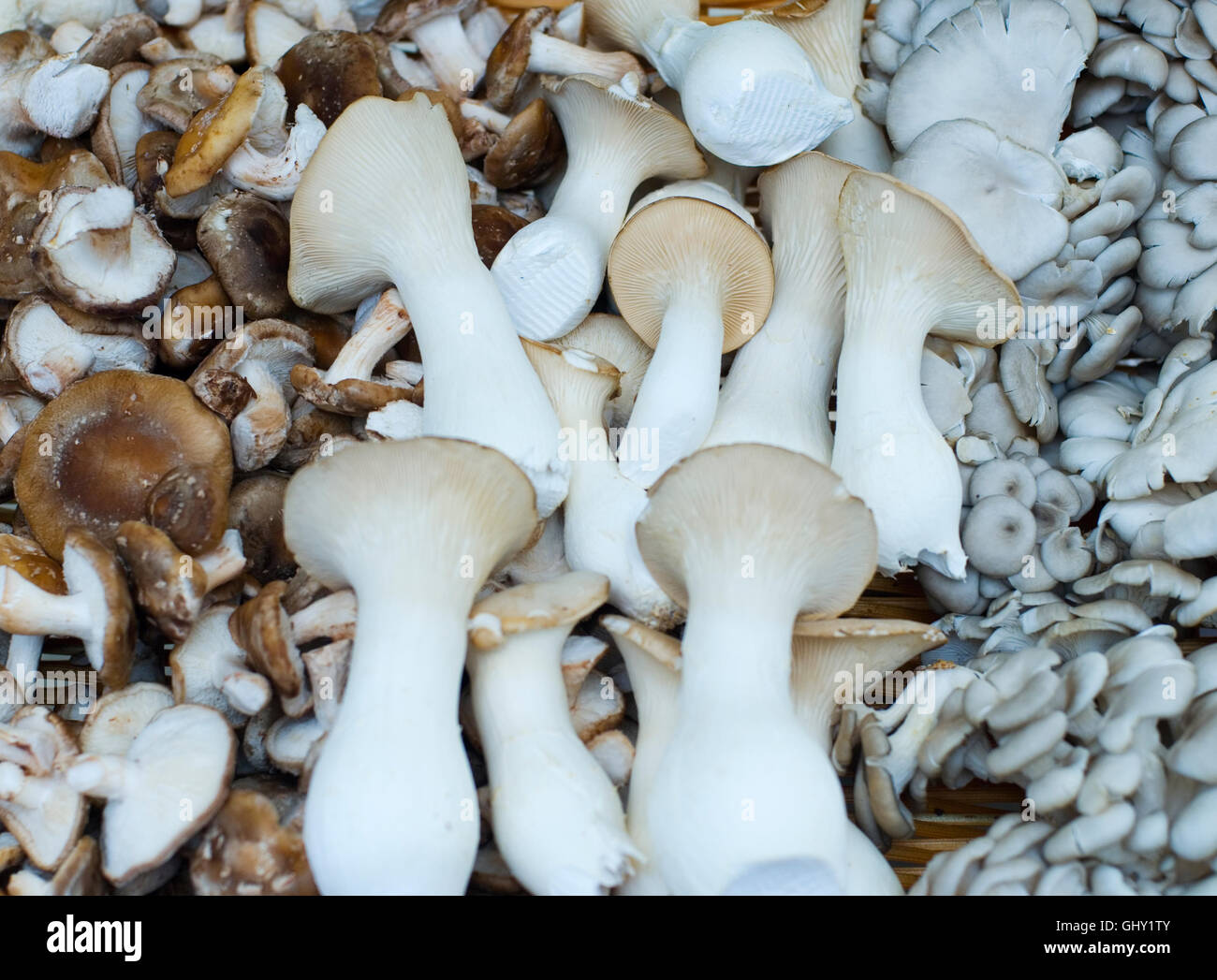 I funghi commestibili. Produrre da Boulder Farmers Market. Diverse varietà. Per la vendita. Foto Stock
