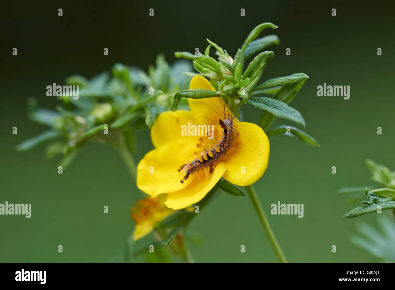 Orgyia antiqua, Vaporer caterpillar Foto Stock