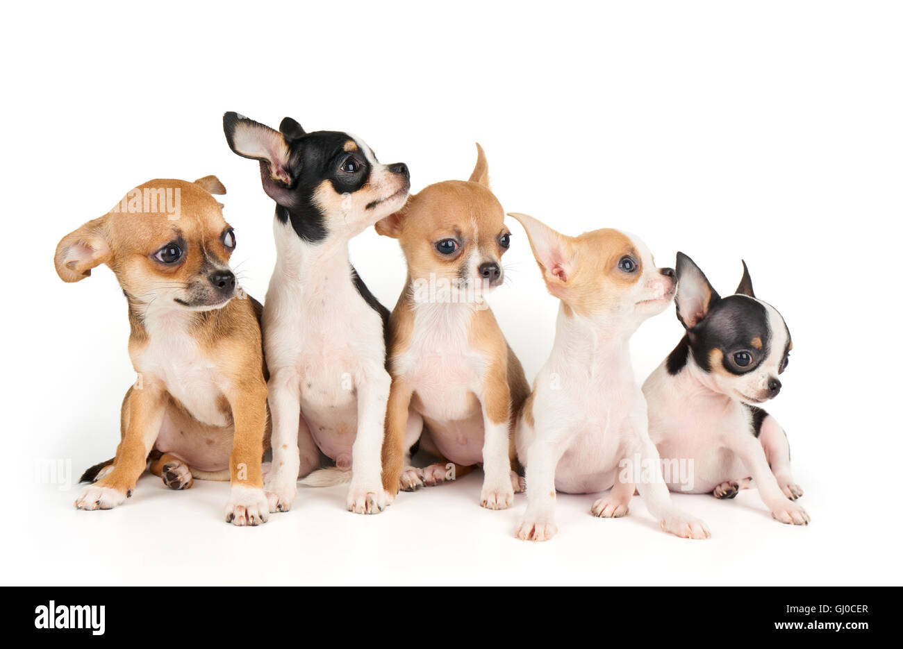 Cinque piccoli cuccioli di chihuahua isolato su bianco Foto Stock Cinque piccoli cuccioli di chihuahua isolato su bianco Foto Stock