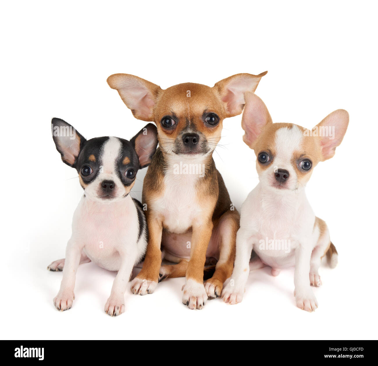 Tre piccoli cuccioli di chihuahua isolato su bianco Foto Stock Tre piccoli cuccioli di chihuahua isolato su bianco Foto Stock