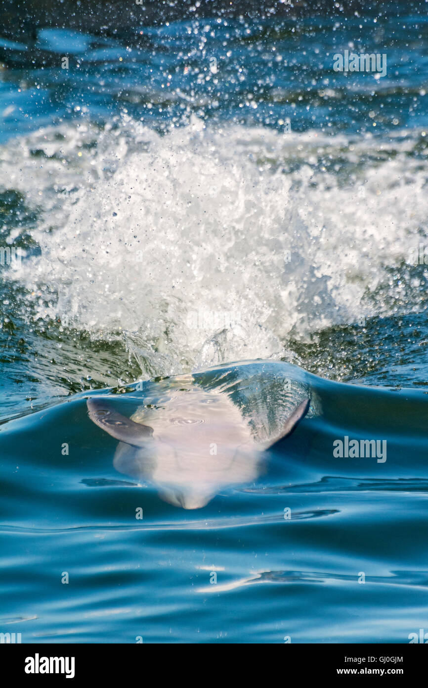 Florida Keys, Key erbosa, Centro Ricerca Delfini, nuoto con i delfini sulla sua schiena Foto Stock